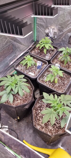 20240326_172315.jpg 20240326_172315.jpg