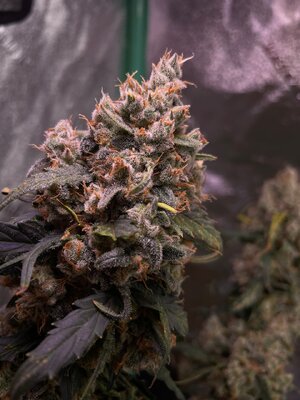 Northern Lights - 12.jpeg Northern Lights - 12.jpeg