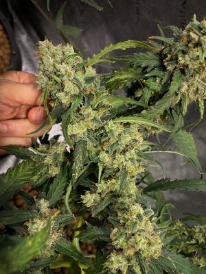 Northern Lights - 10.jpeg Northern Lights - 10.jpeg