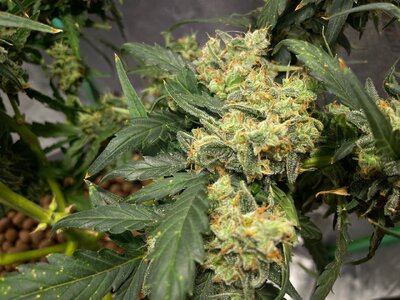 Northern Lights - 9.jpeg Northern Lights - 9.jpeg