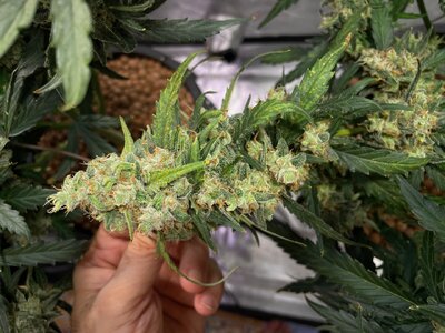 Northern Lights - 8.jpeg Northern Lights - 8.jpeg