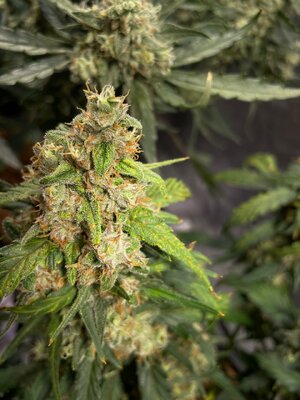 Northern Lights - 6.jpeg Northern Lights - 6.jpeg