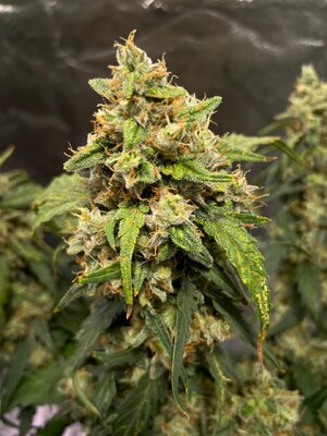 Northern Lights - 5.jpeg Northern Lights - 5.jpeg