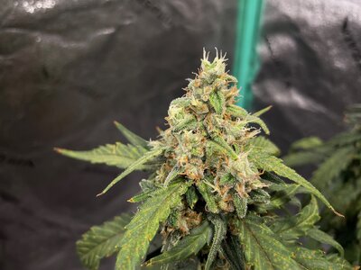 Northern Lights - 2.jpeg Northern Lights - 2.jpeg