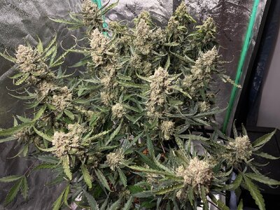 Blackberry Gum - 2.jpeg Blackberry Gum - 2.jpeg