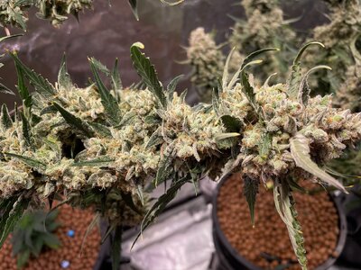 Blackberry Gum - 4.jpeg Blackberry Gum - 4.jpeg