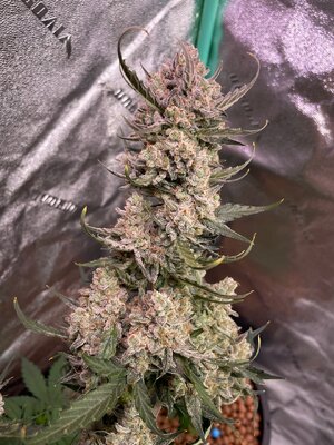 Blackberry Gum - 5.jpeg Blackberry Gum - 5.jpeg