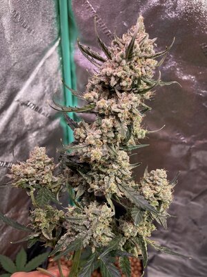 Blackberry Gum - 6.jpeg Blackberry Gum - 6.jpeg