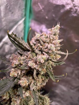 Blackberry Gum - 7.jpeg Blackberry Gum - 7.jpeg