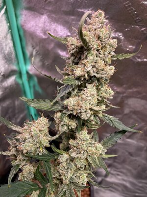 Blackberry Gum - 8.jpeg Blackberry Gum - 8.jpeg