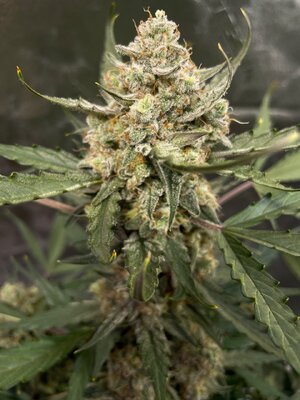 Blackberry Gum - 0.jpeg Blackberry Gum - 0.jpeg