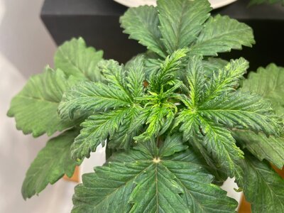 G.C - 1.jpeg G.C - 1.jpeg