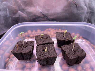 Blackberry Gum 5x - 1.jpeg Blackberry Gum 5x - 1.jpeg