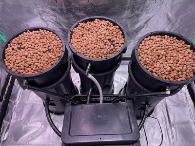 Blackberry Gum 5x - 2.jpeg Blackberry Gum 5x - 2.jpeg