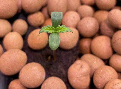 Blackberry Gum 5x - 3.jpeg Blackberry Gum 5x - 3.jpeg