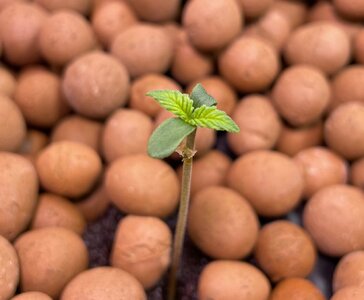 Blackberry Gum 5x - 4.jpeg Blackberry Gum 5x - 4.jpeg