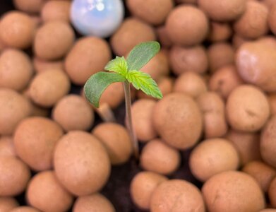 Blackberry Gum 5x - 5.jpeg Blackberry Gum 5x - 5.jpeg