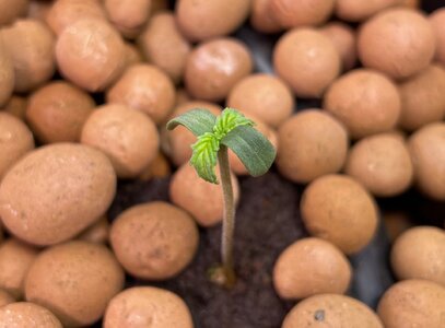 Blackberry Gum 5x - 6.jpeg Blackberry Gum 5x - 6.jpeg