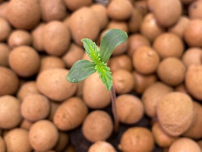 Blackberry Gum 5x - 7.jpeg Blackberry Gum 5x - 7.jpeg