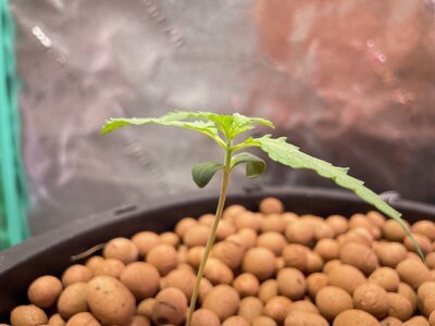 Blackberry Gum 5x week one - 1.jpeg Blackberry Gum 5x week one - 1.jpeg