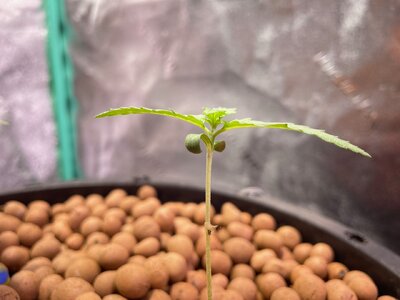 Blackberry Gum 5x week one - 2.jpeg Blackberry Gum 5x week one - 2.jpeg