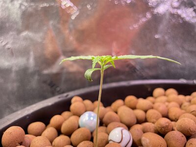 Blackberry Gum 5x week one - 3.jpeg Blackberry Gum 5x week one - 3.jpeg