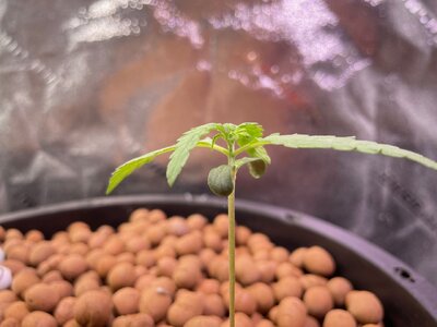 Blackberry Gum 5x week one - 4.jpeg Blackberry Gum 5x week one - 4.jpeg