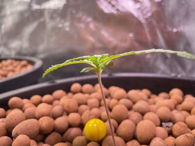 Blackberry Gum 5x week one - 5.jpeg Blackberry Gum 5x week one - 5.jpeg