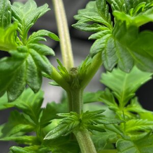 green crack good bean - 1.jpeg green crack good bean - 1.jpeg