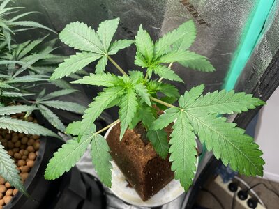 green crack good bean - 2.jpeg green crack good bean - 2.jpeg