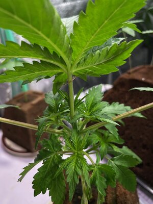 green crack good bean - 3.jpeg green crack good bean - 3.jpeg