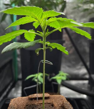 GG #4 - 1.jpeg GG #4 - 1.jpeg