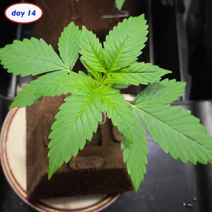 GG #4 - 2.jpeg GG #4 - 2.jpeg