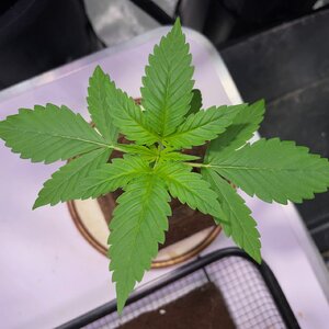 GG #4 - 3.jpeg GG #4 - 3.jpeg