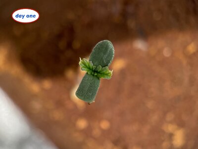 big dog quad - 1.jpeg big dog quad - 1.jpeg