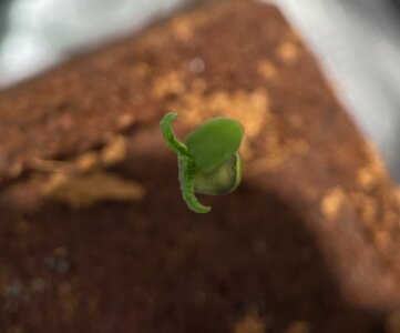 big dog quad - 2.jpeg big dog quad - 2.jpeg