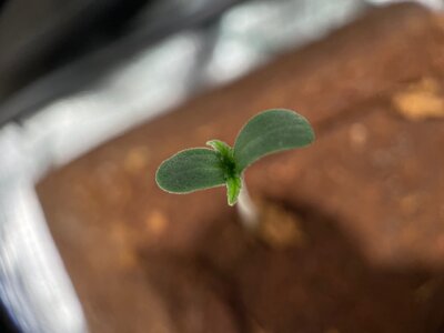 big dog quad - 3.jpeg big dog quad - 3.jpeg