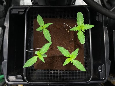 big dog quad - 6.jpeg big dog quad - 6.jpeg