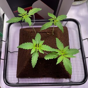 Big Dog Quad. - 2.jpeg Big Dog Quad. - 2.jpeg