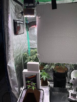 Big Dog Quad. - 1.jpeg Big Dog Quad. - 1.jpeg