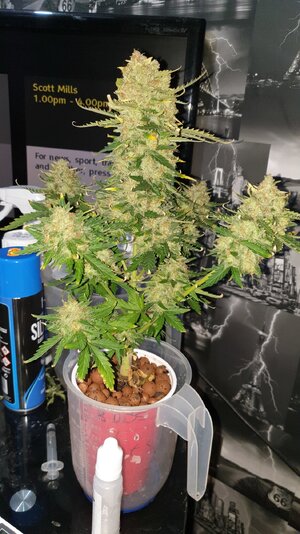 fastbud zkittles solo.jpg fastbud zkittles solo.jpg