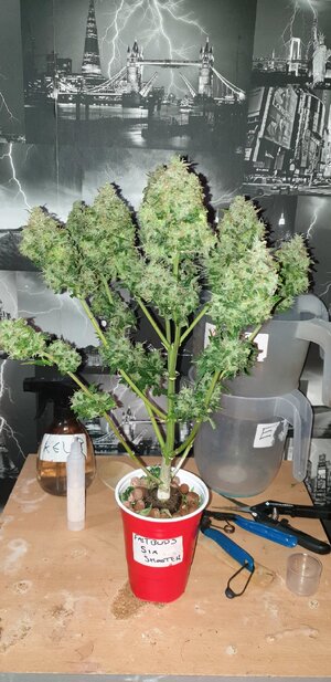 fastbuds six shooter.jpg fastbuds six shooter.jpg