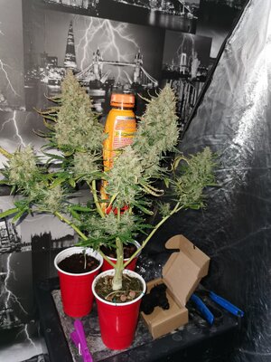 fastbuds wedding cheesecake.jpg fastbuds wedding cheesecake.jpg