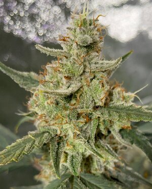 BG middle - 1.jpeg BG middle - 1.jpeg