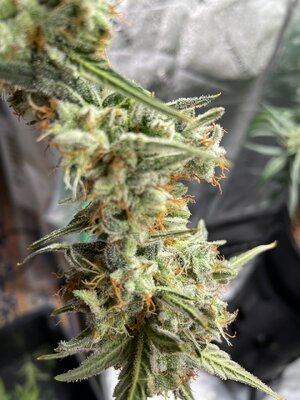 BG middle - 2.jpeg BG middle - 2.jpeg