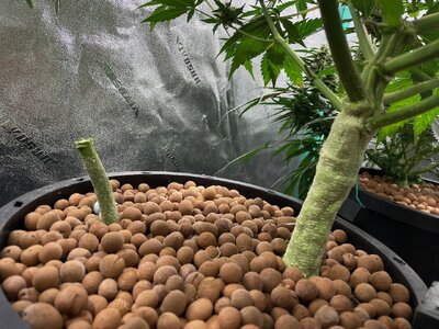 BG middle - 3.jpeg BG middle - 3.jpeg