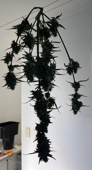 BG middle - 4.jpeg BG middle - 4.jpeg