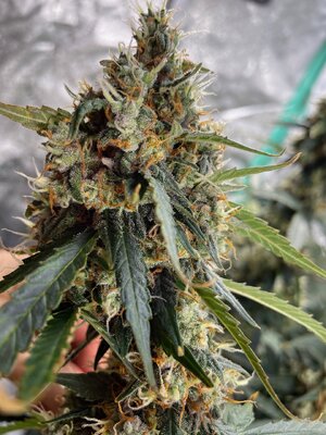 BG middle - 5.jpeg BG middle - 5.jpeg