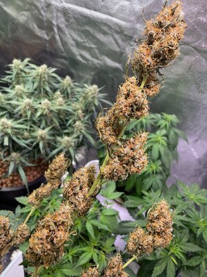 BG middle - 6.jpeg BG middle - 6.jpeg