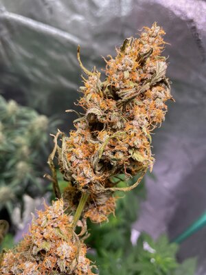 BG middle - 7.jpeg BG middle - 7.jpeg